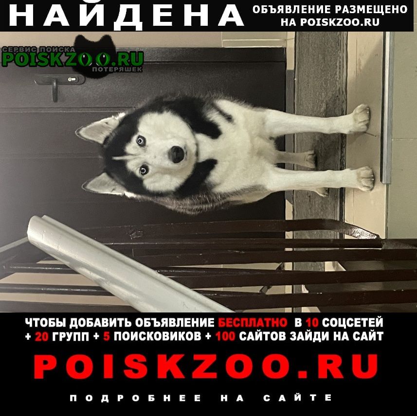 Найдена собака кобель Хабаровск
