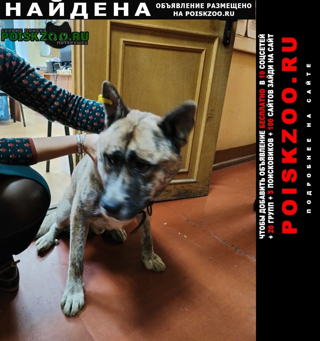 Найдена собака кобель Нижний Новгород