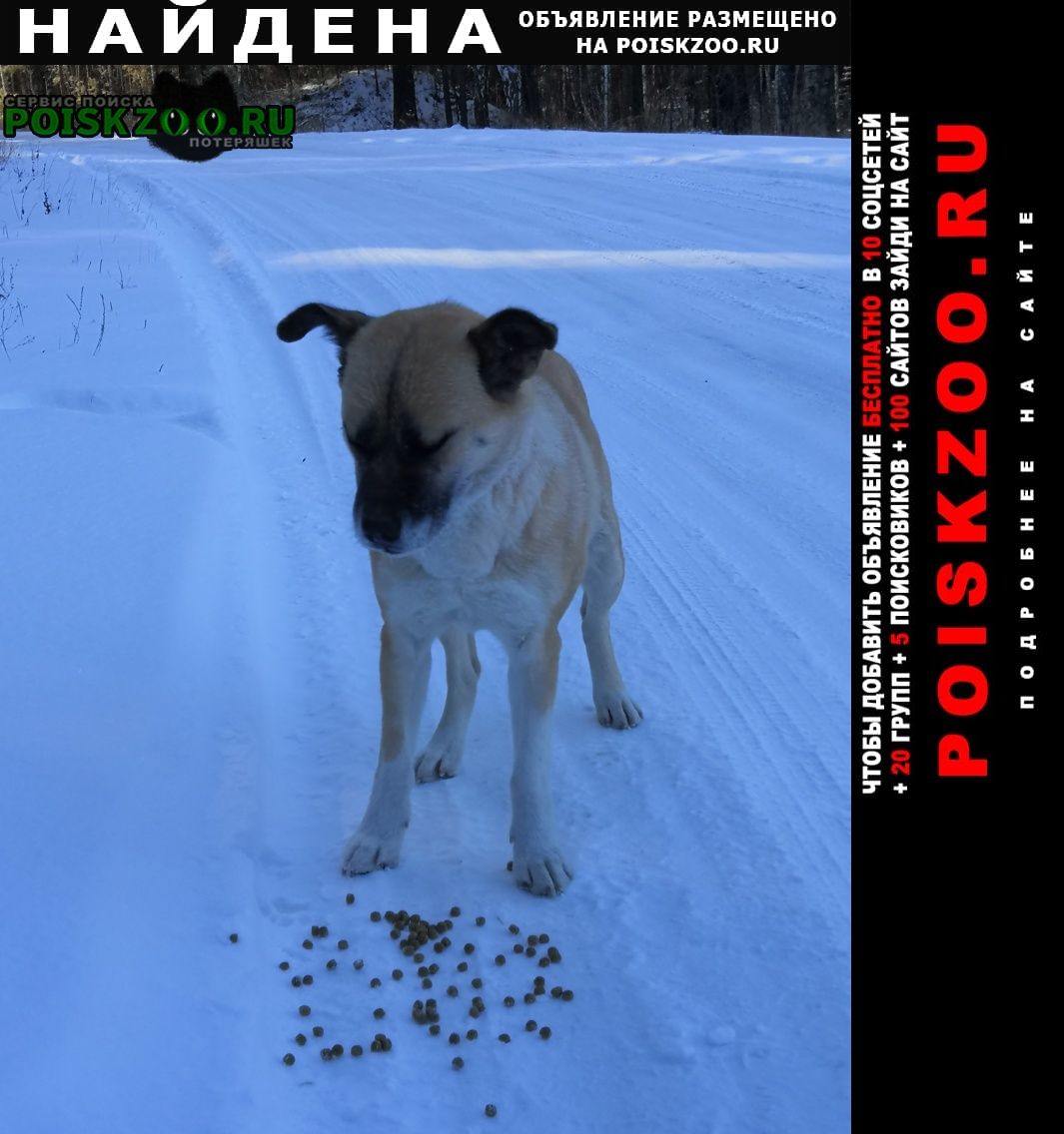 Найдена собака светло-коричневая собака Ангарск