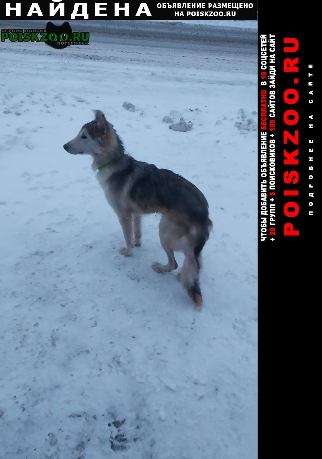 Найдена собака молодая собачка в салатовом ошейнике Железногорск Курская обл.