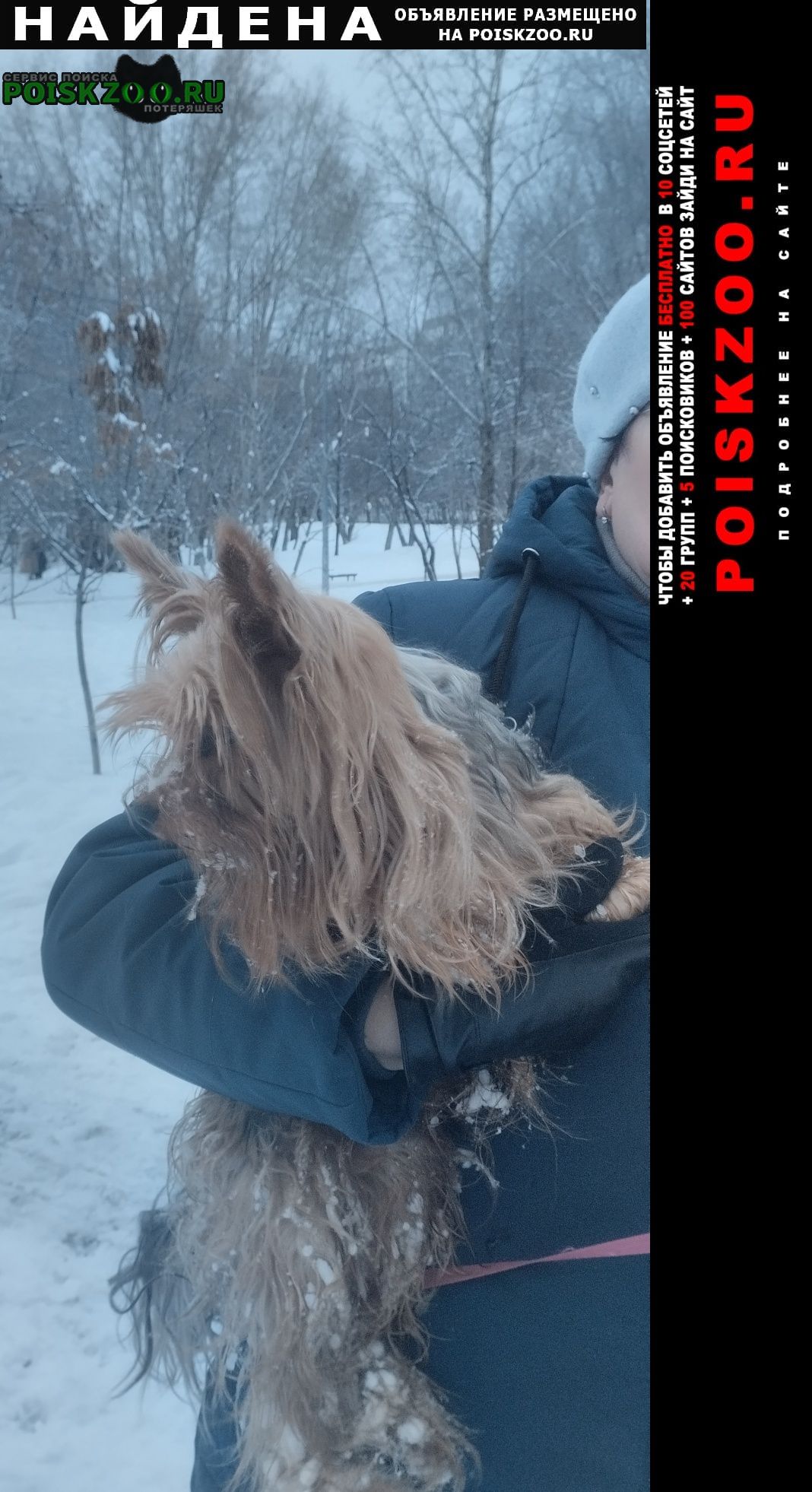 Найдена собака йорк на воронежских озерах Самара