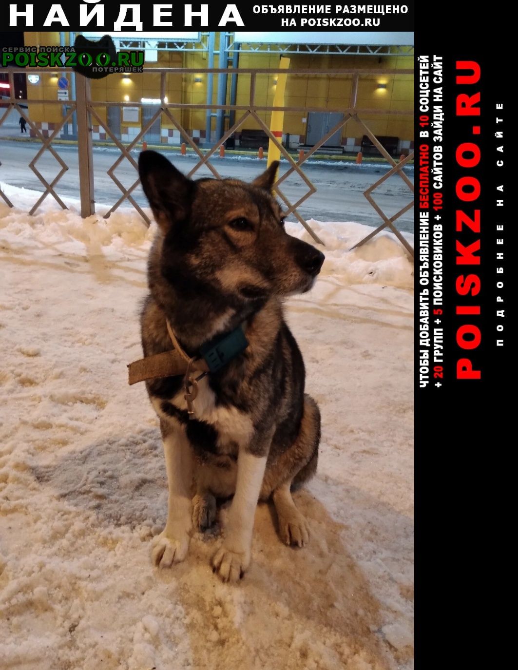 Найдена собака ищем хозяев для собачки Пермь