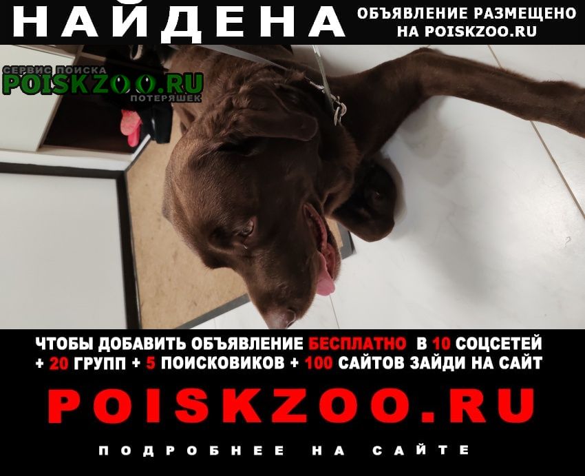Найдена собака кобель лабрадор Москва