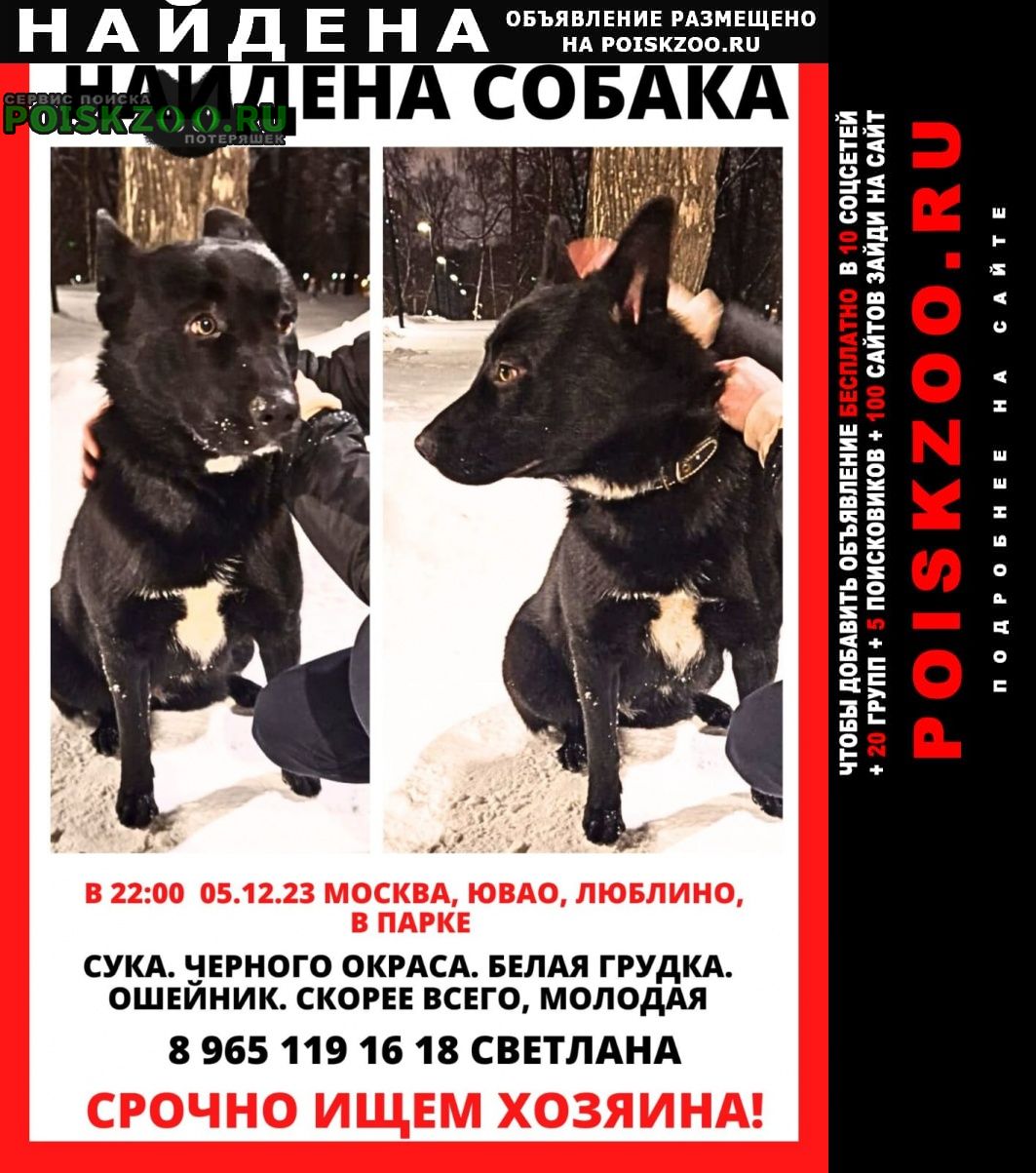 Найдена собака парк шкулёва Москва