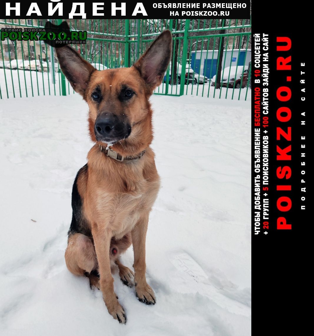 Найдена собака кобель молодой пёс в добрые руки. ищет семью Москва