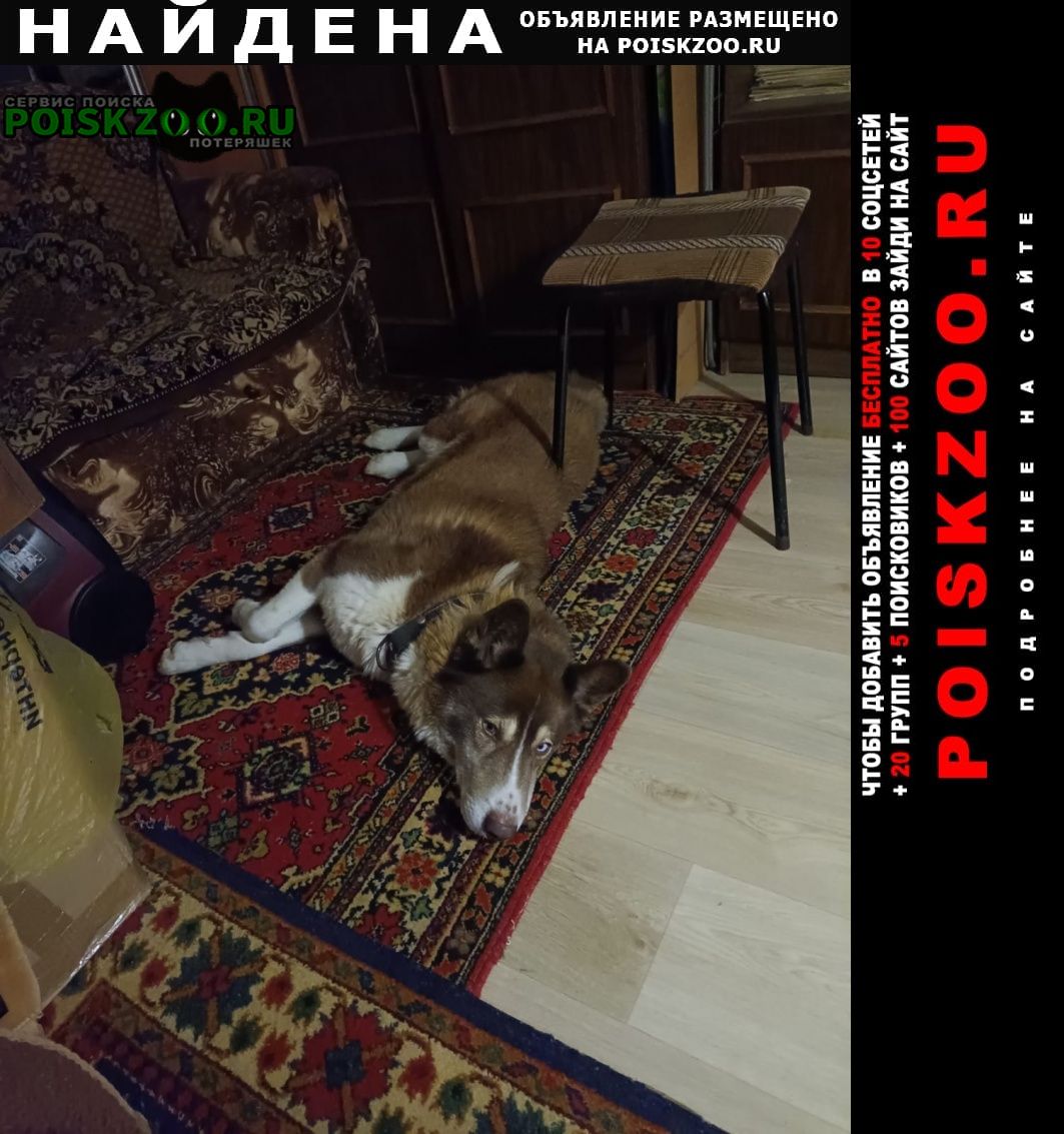 Найдена собака кобель Ломоносов