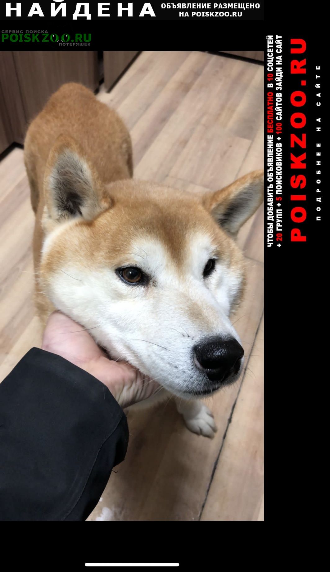 Найдена собака кобель сиба ину кобель молодой года полтора Москва