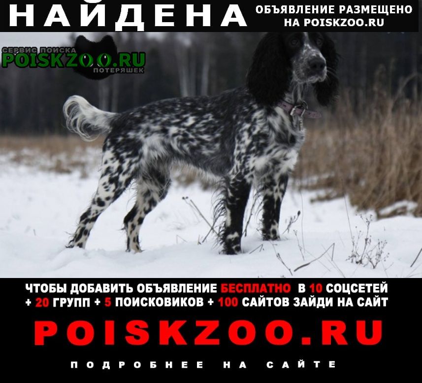 Найдена собака не придержали Москва
