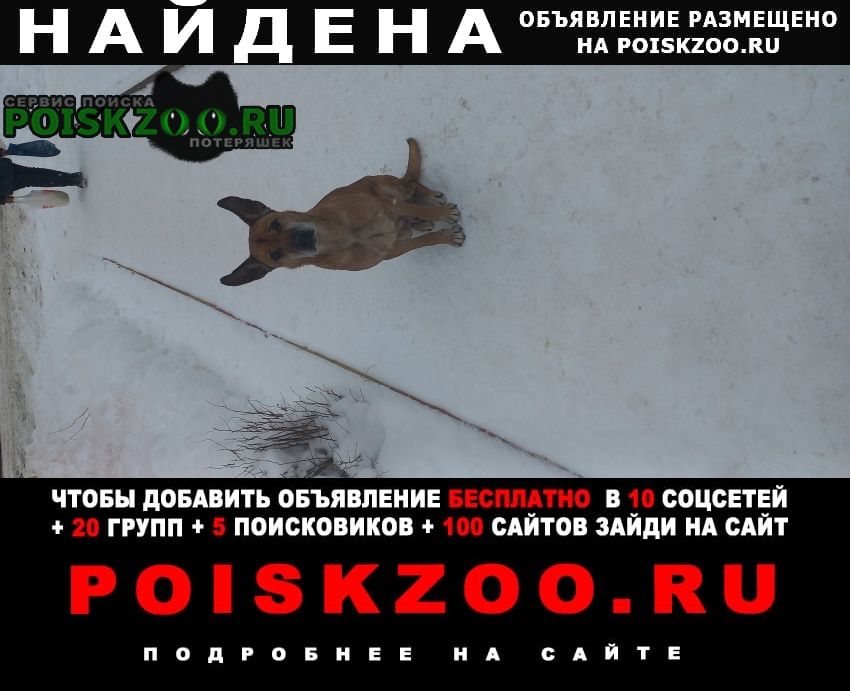 Найдена собака кобель в клязьме Пушкино