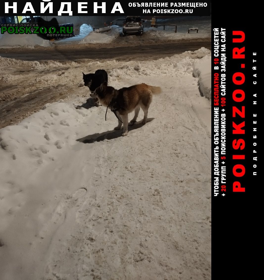 Найдена собака Домодедово
