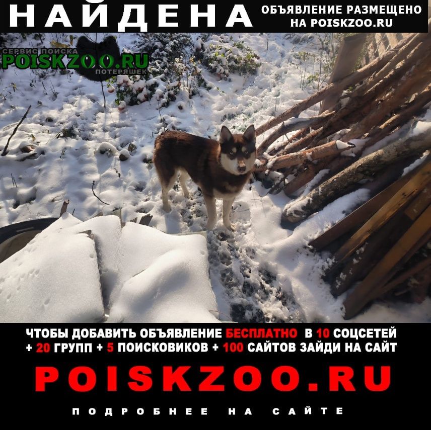 Найдена собака кобель хаски Краснодар