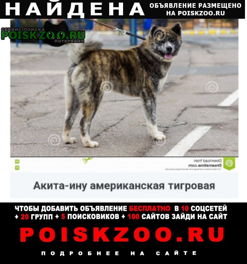 Найдена собака бегает в лесополосе Санкт-Петербург