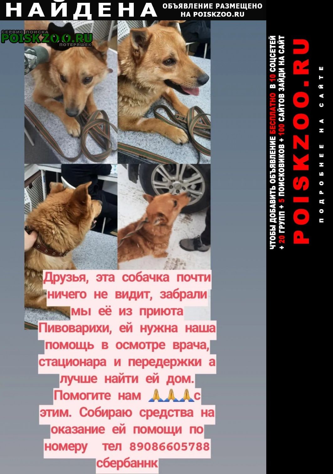 Найдена собака кобель ekibastus23 Иркутск