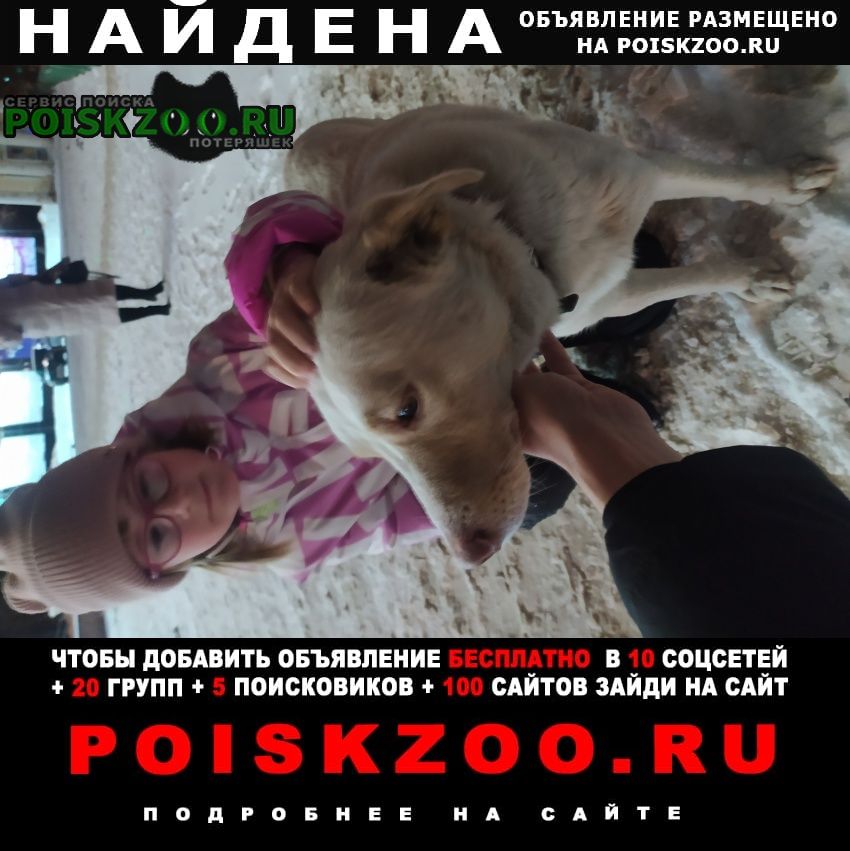 Найдена собака кобель Омск