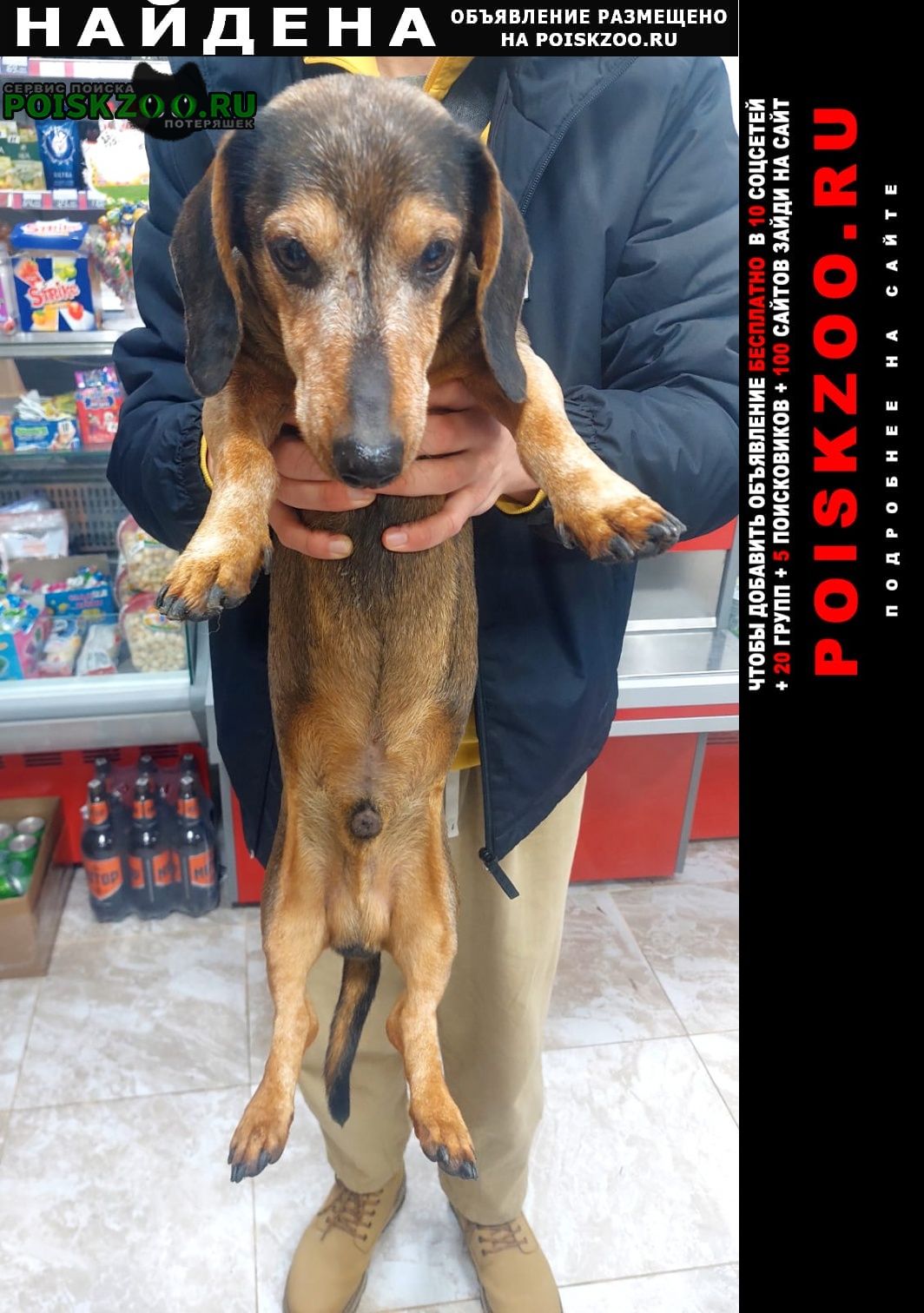 Найдена собака кобель такса Ростов-на-Дону