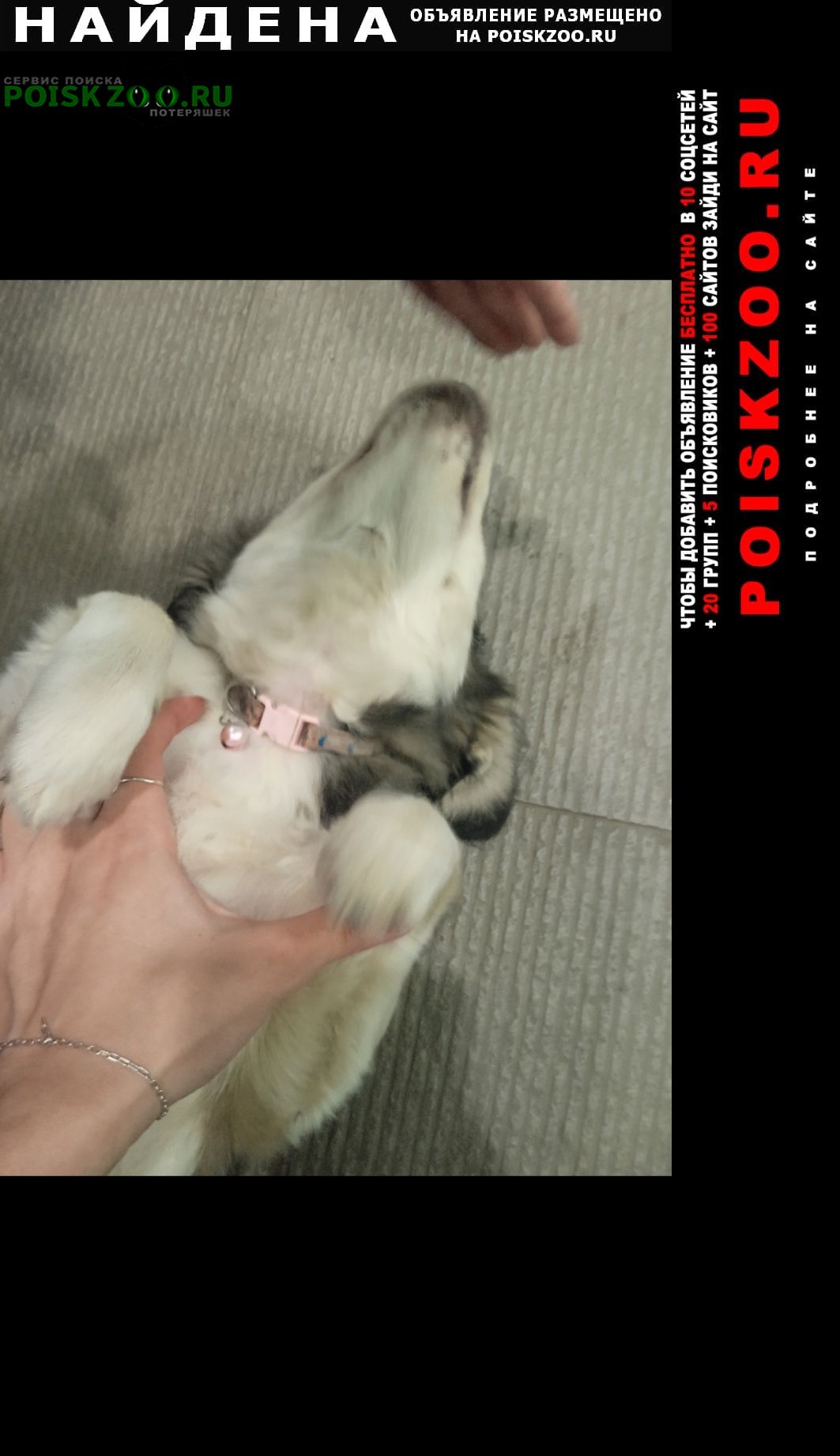 Найдена собака щенок девочка 3-4 месяца Краснодар