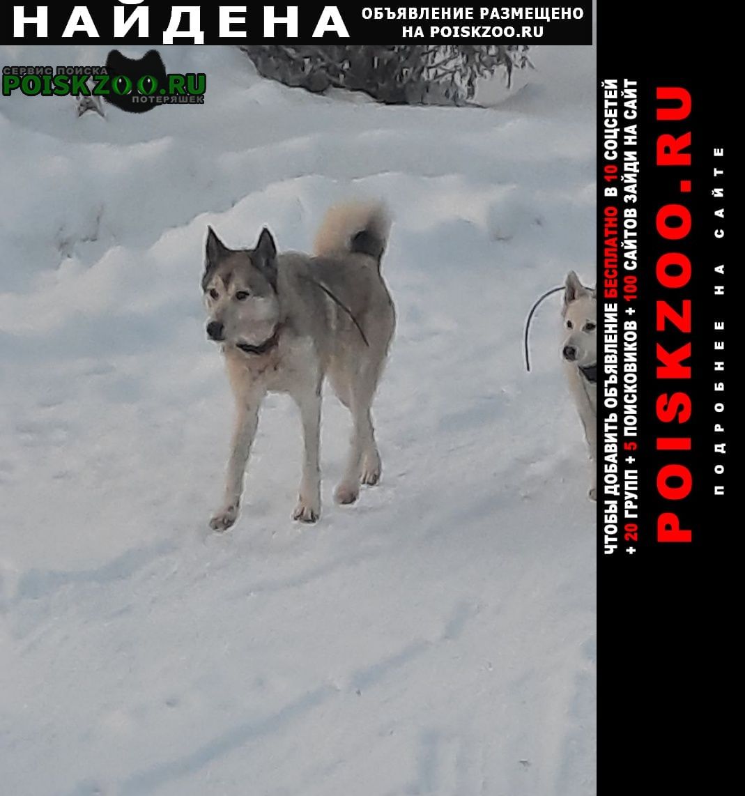 Найдена собака кобель охотничья собака с навигатором Малоярославец