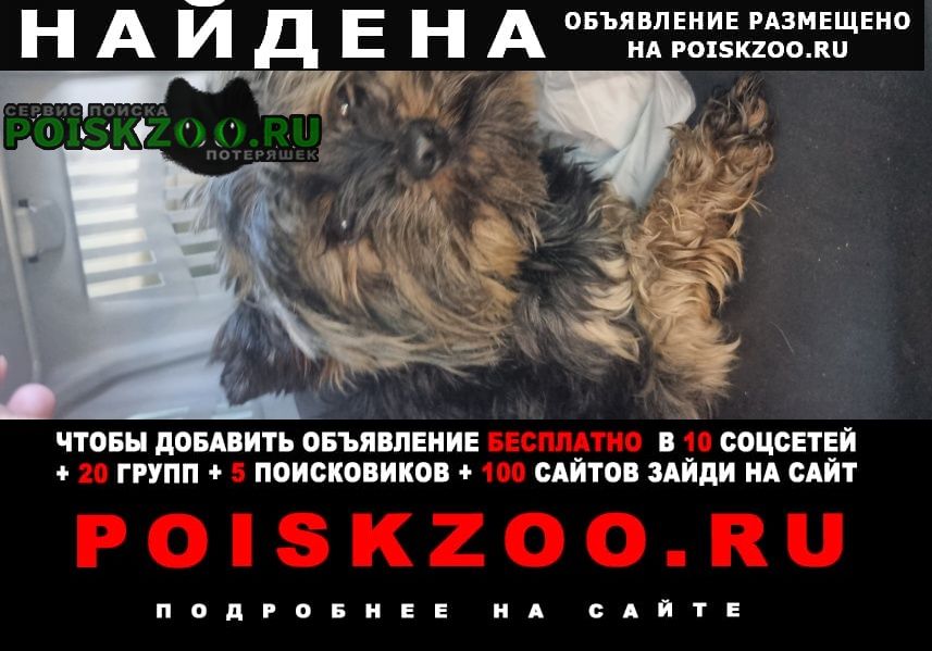 Найдена собака бегал вдоль трассы Славянск-на-Кубани