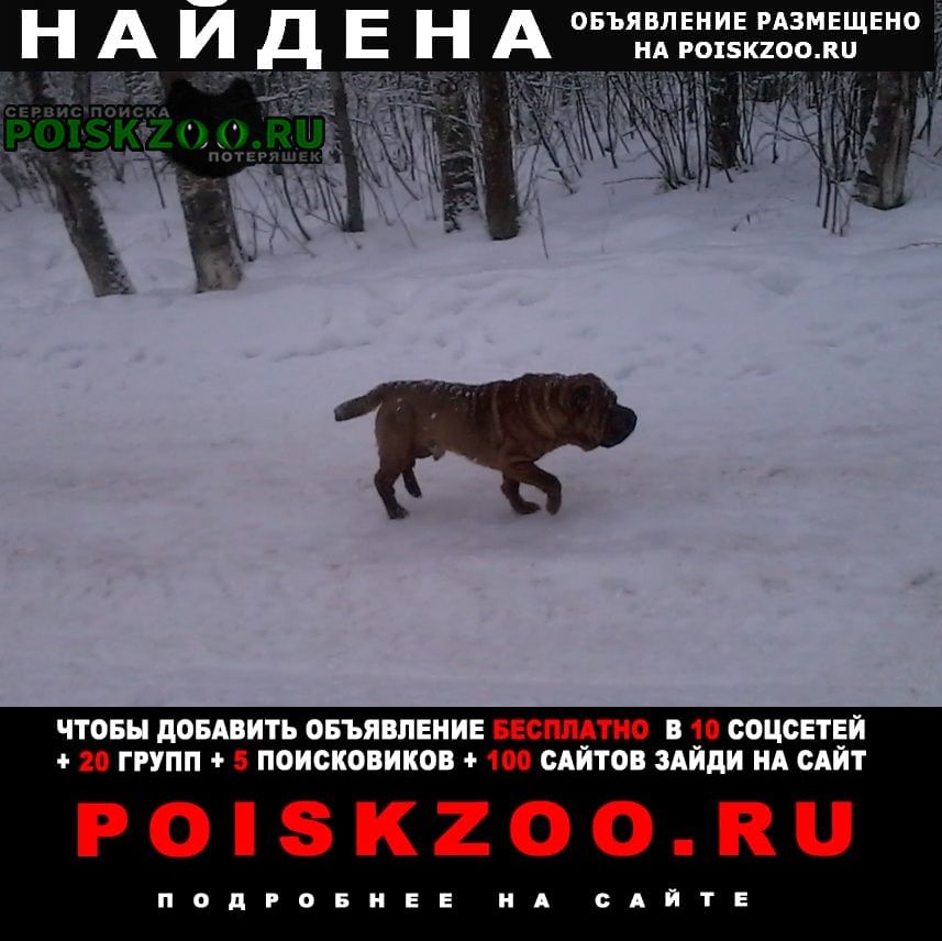 Найдена собака кобель пёс шарпей в парке Санкт-Петербург