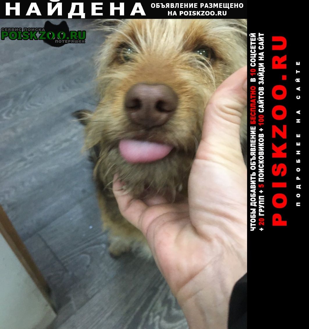 Найдена собака кобель кобелек Севастополь