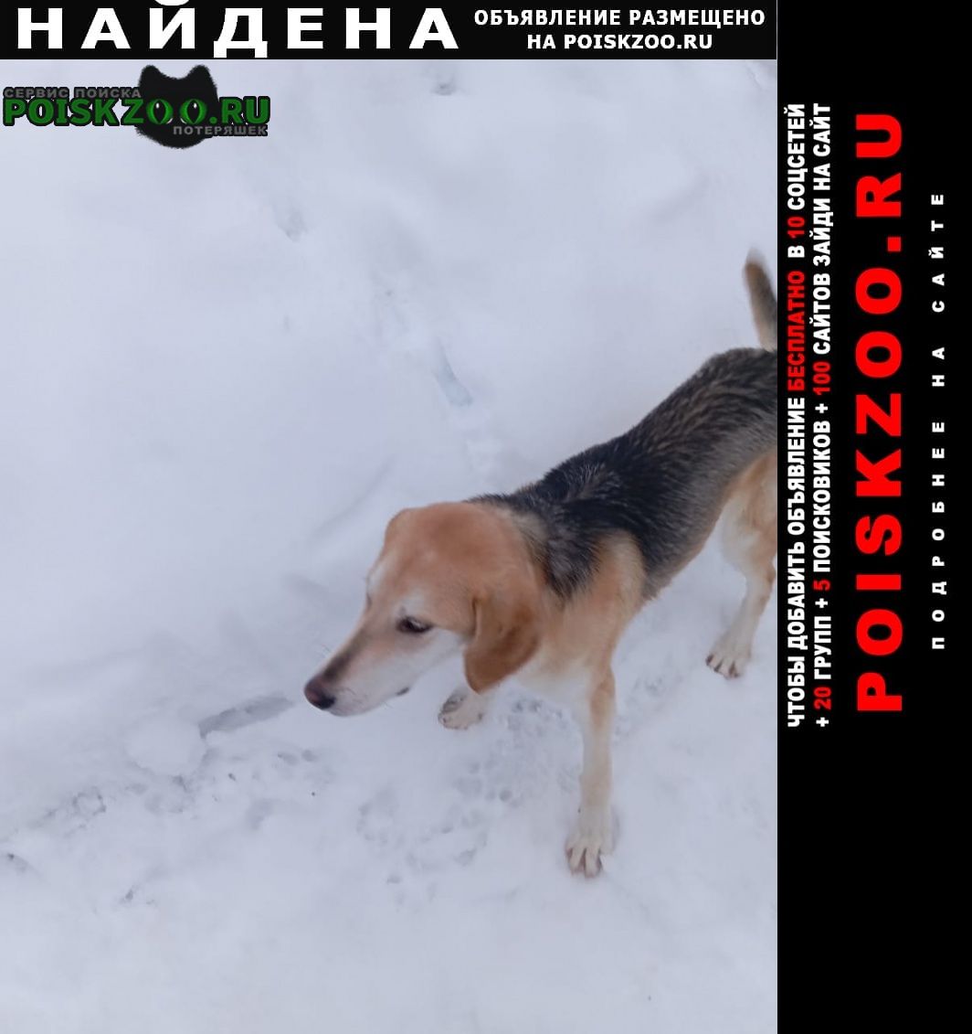 Найдена собака кобель русская гончая кобель Тверь