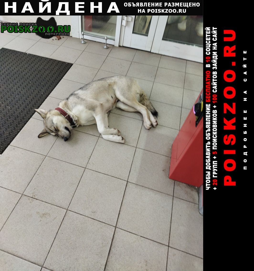 Найдена собака в магазине магнит на дружбе Чехов