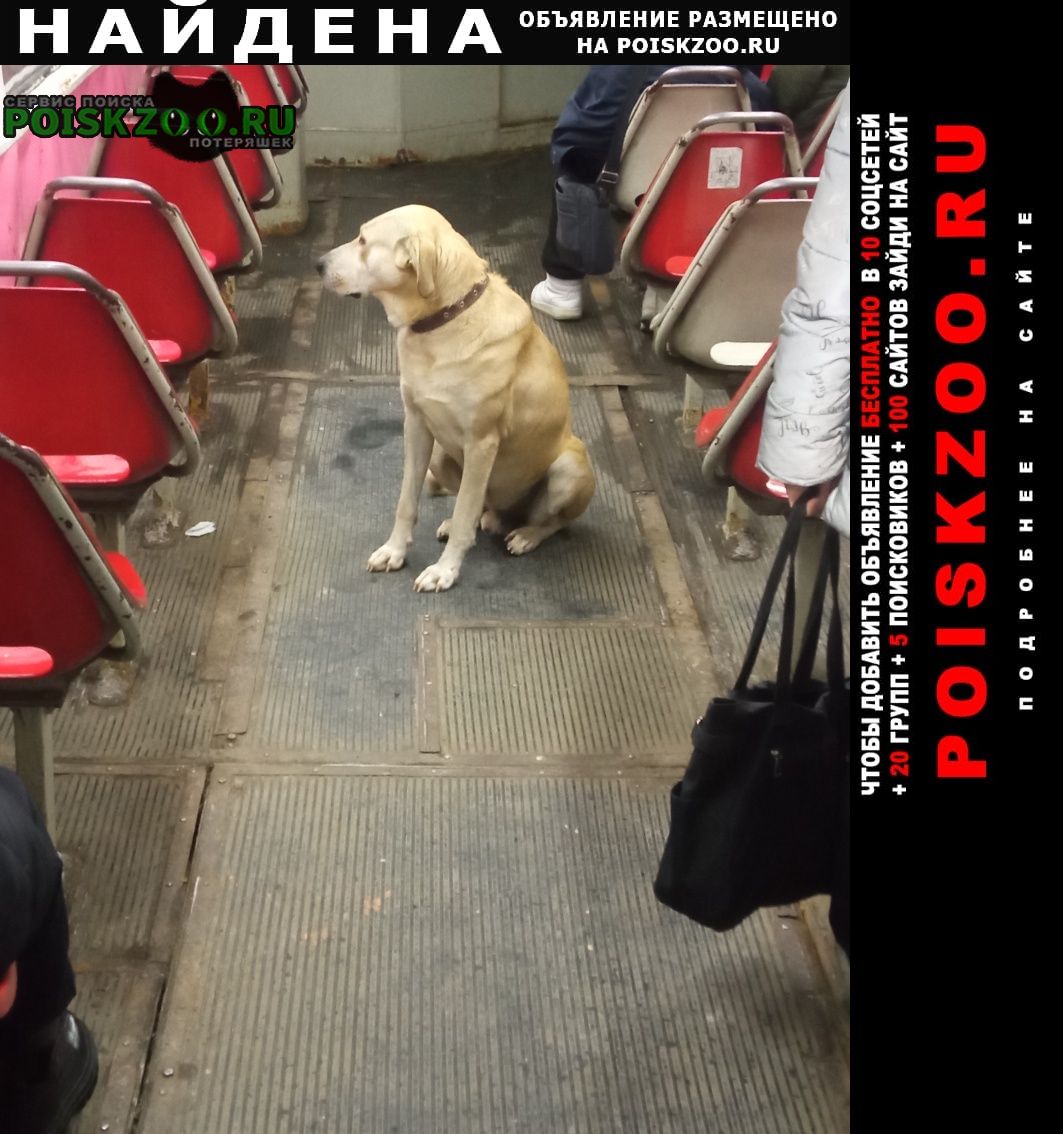 Найдена собака кобель села в трамвай 25 маршрута Самара