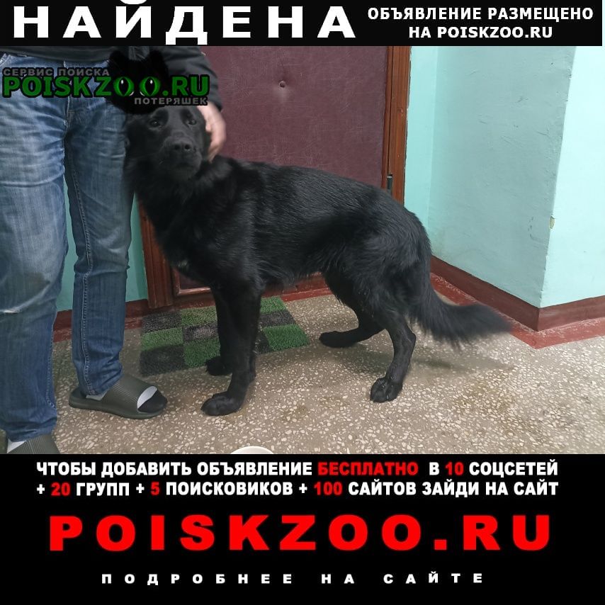 Найдена собака кобель, полностью чёрный Москва