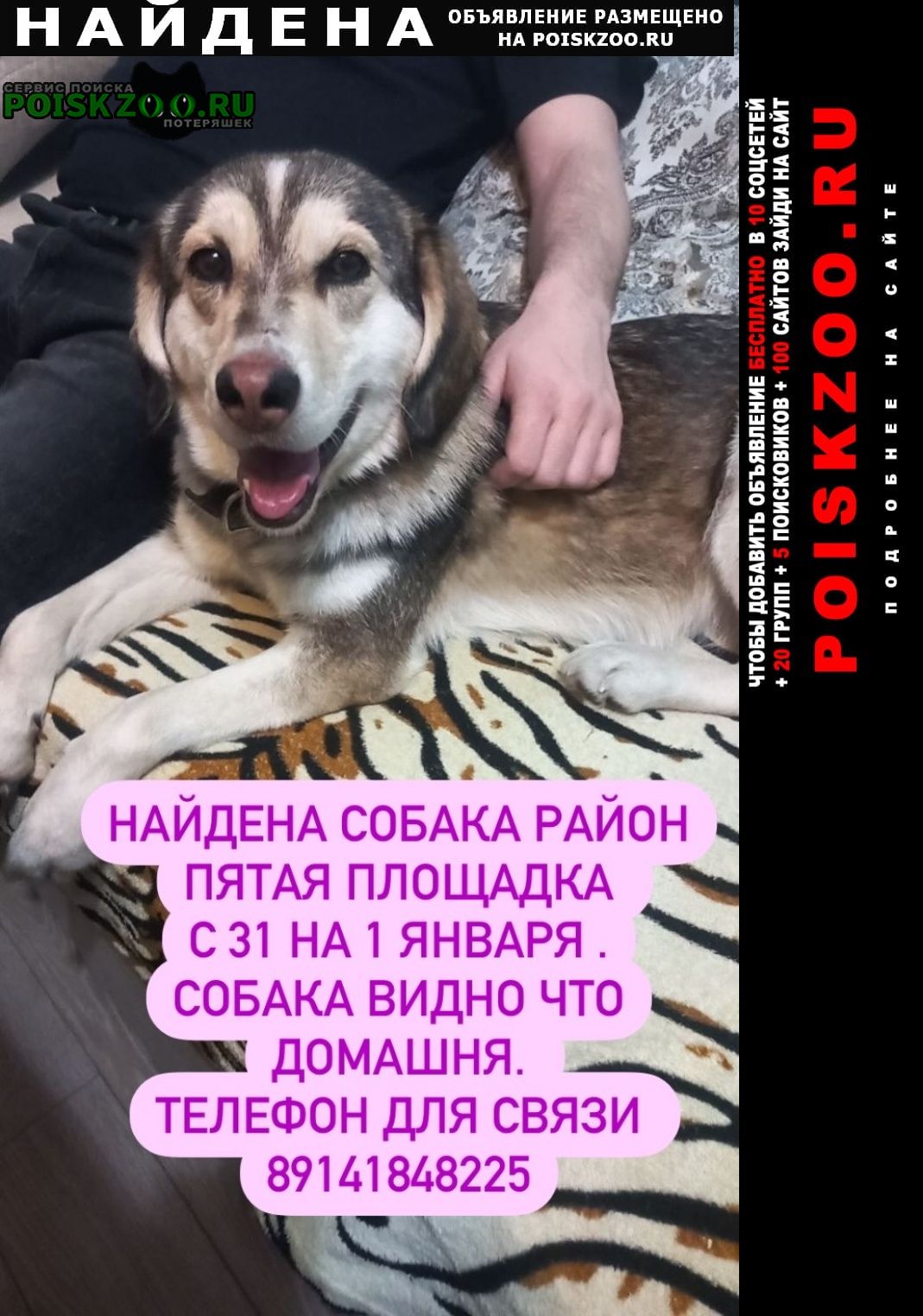 Найдена собака район патая площадка, х Хабаровск