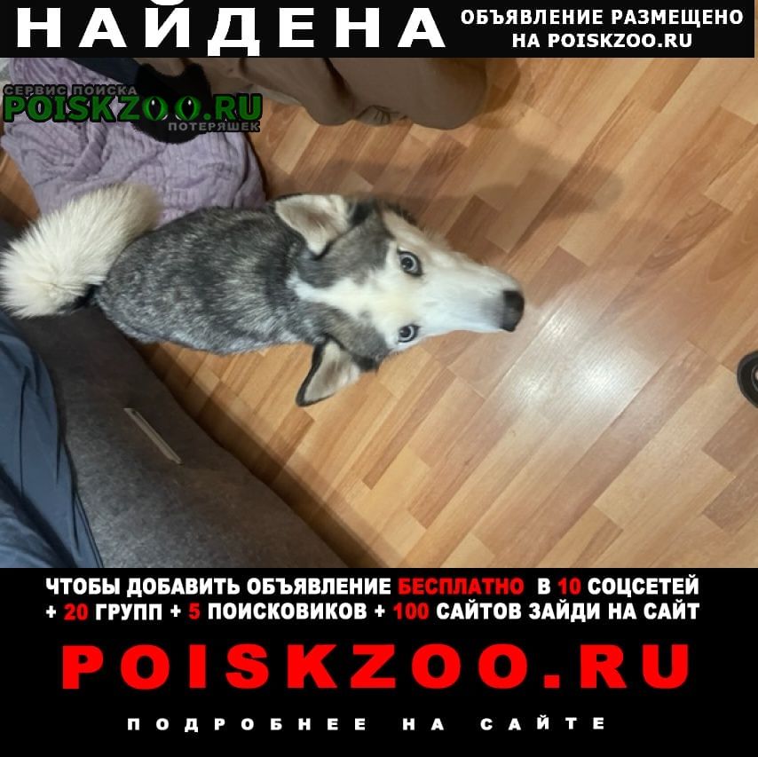 Найдена собака нашли 1 января смесь хаски или лайки Санкт-Петербург