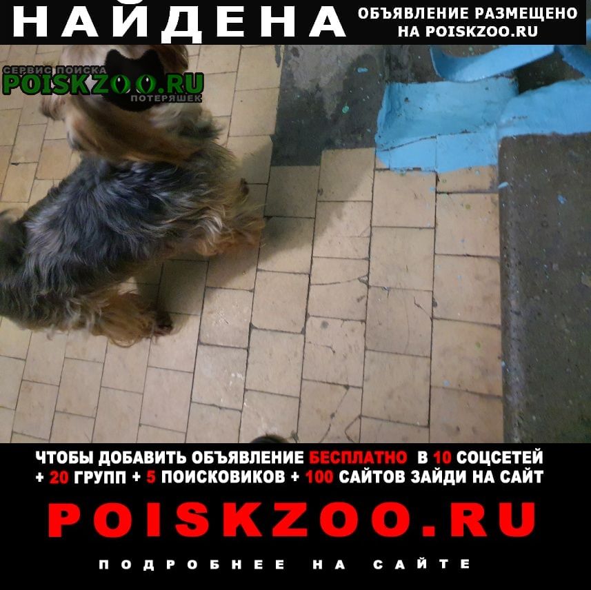 Найдена собака находится на интернациональной 12 б, 2 по Нижневартовск