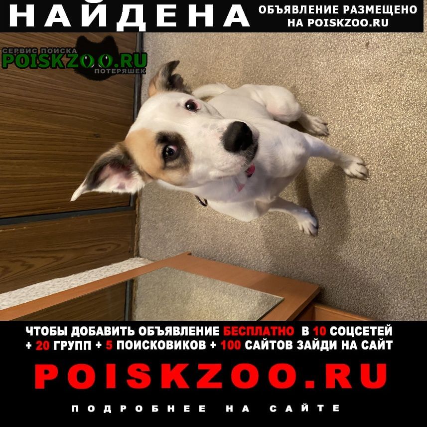 Найдена собака белая девочка с розовым ошейником Красноярск