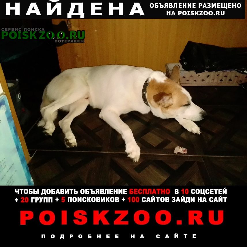 Найдена собака кобель. Иваново
