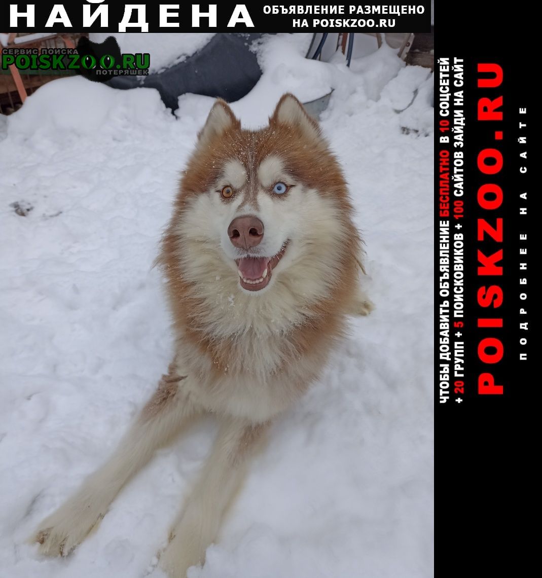 Найдена собака кобель хаски Москва