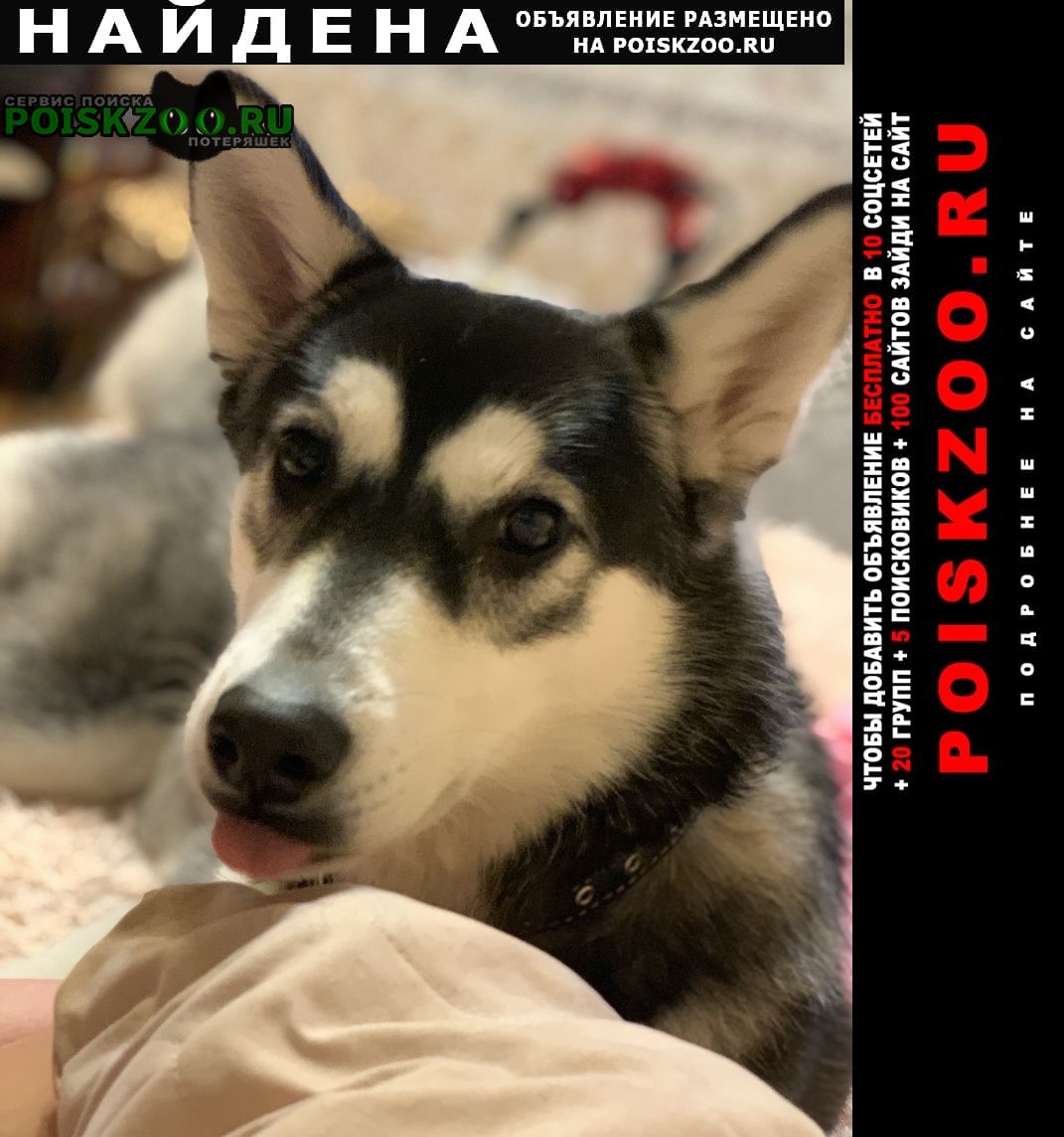 Найдена собака хаски -девочка Москва