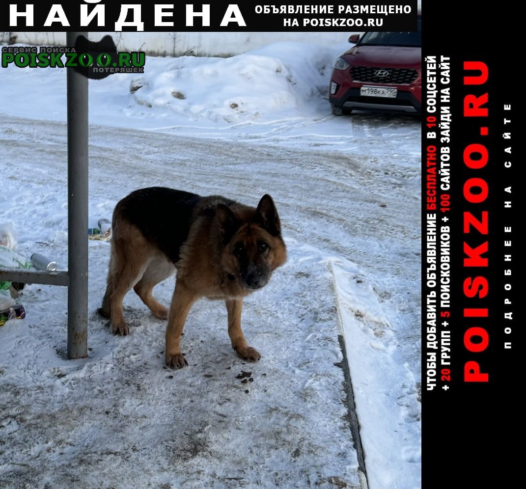 Найдена собака возле станции манихино Истра