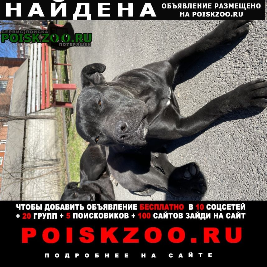 Найдена собака Владикавказ