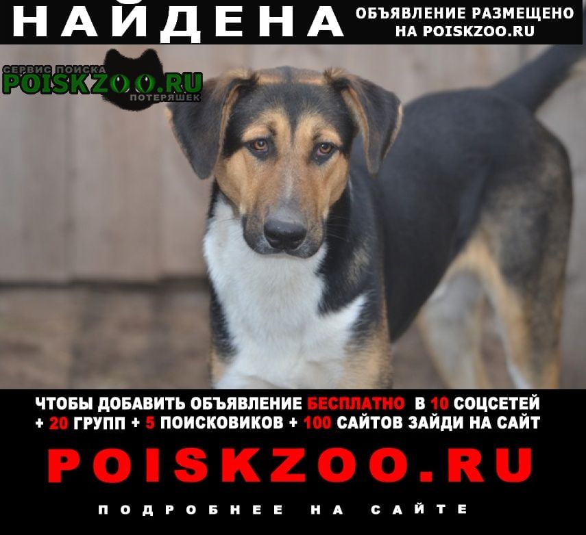 Найдена собака кобель Егорьевск