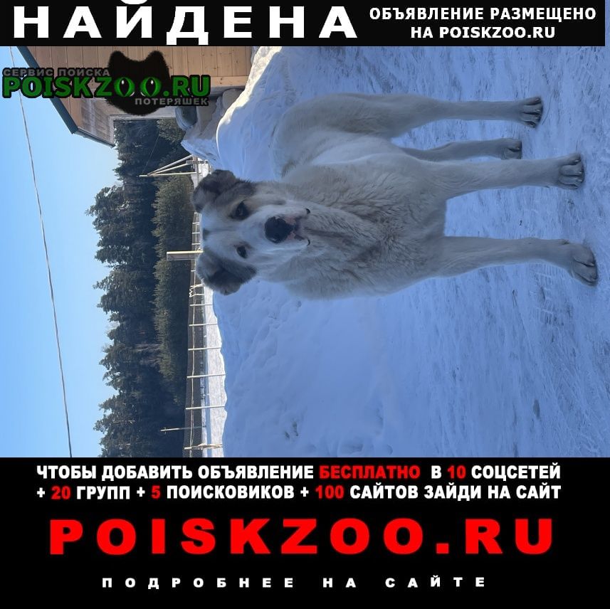 Найдена собака алабай Лосино-Петровский