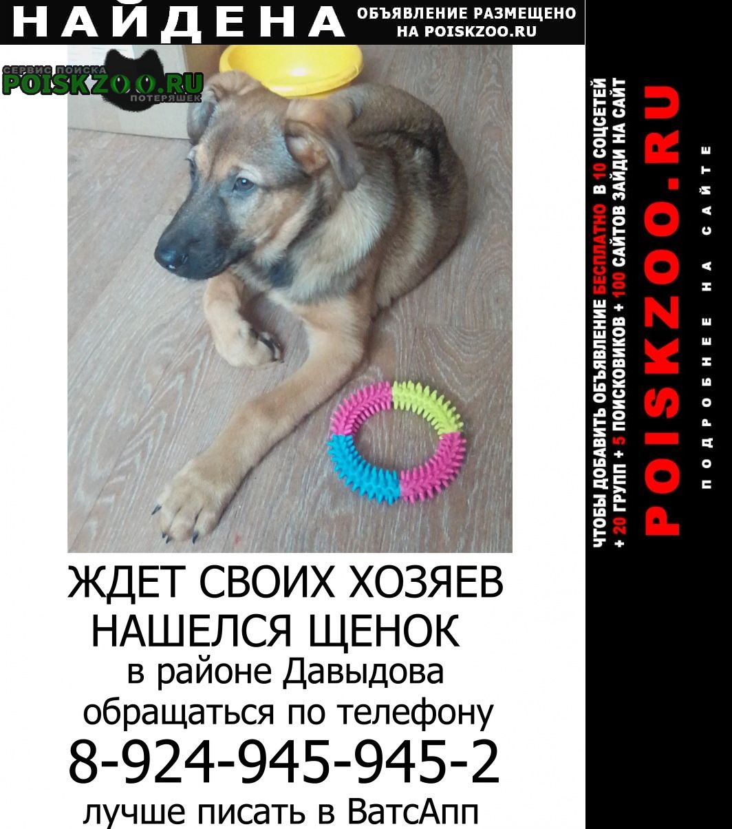 Найдена собака кобель щенок 4 января Владивосток