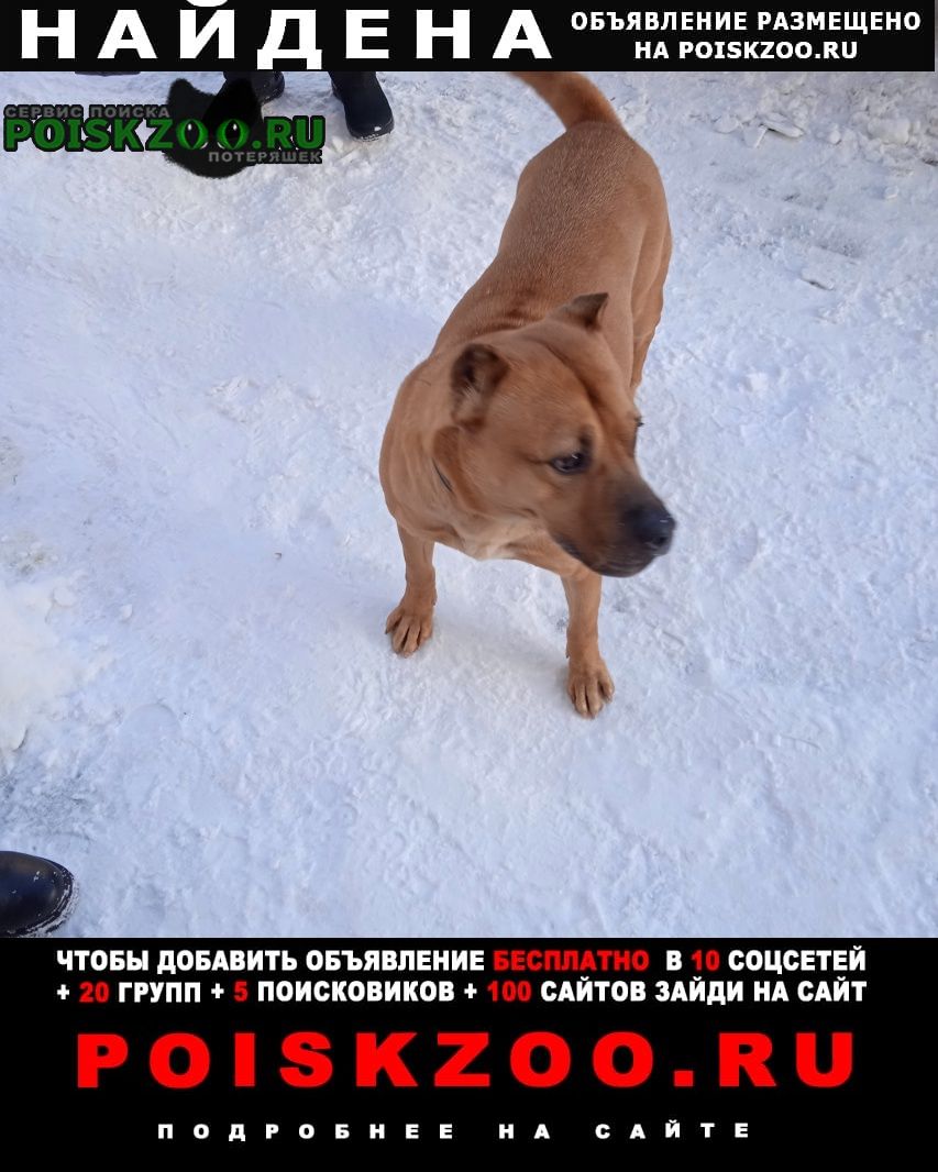 Найдена собака Ульяновск