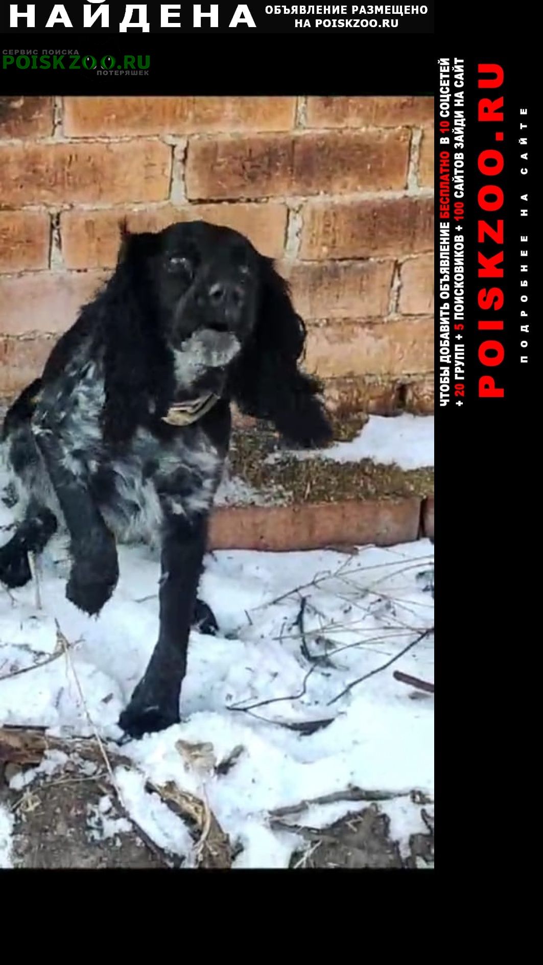 Найдена собака окрас черно-серый, есть ошейник Владивосток