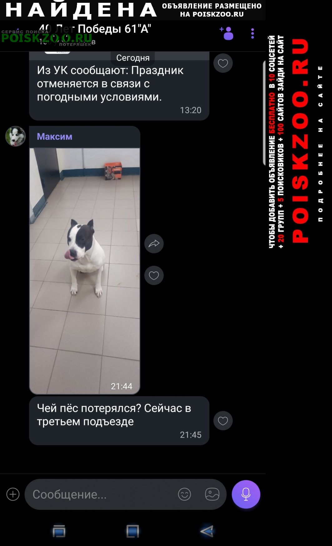 Найдена собака Тольятти