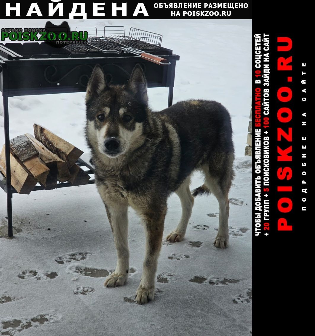 Найдена собака кобель Раменское