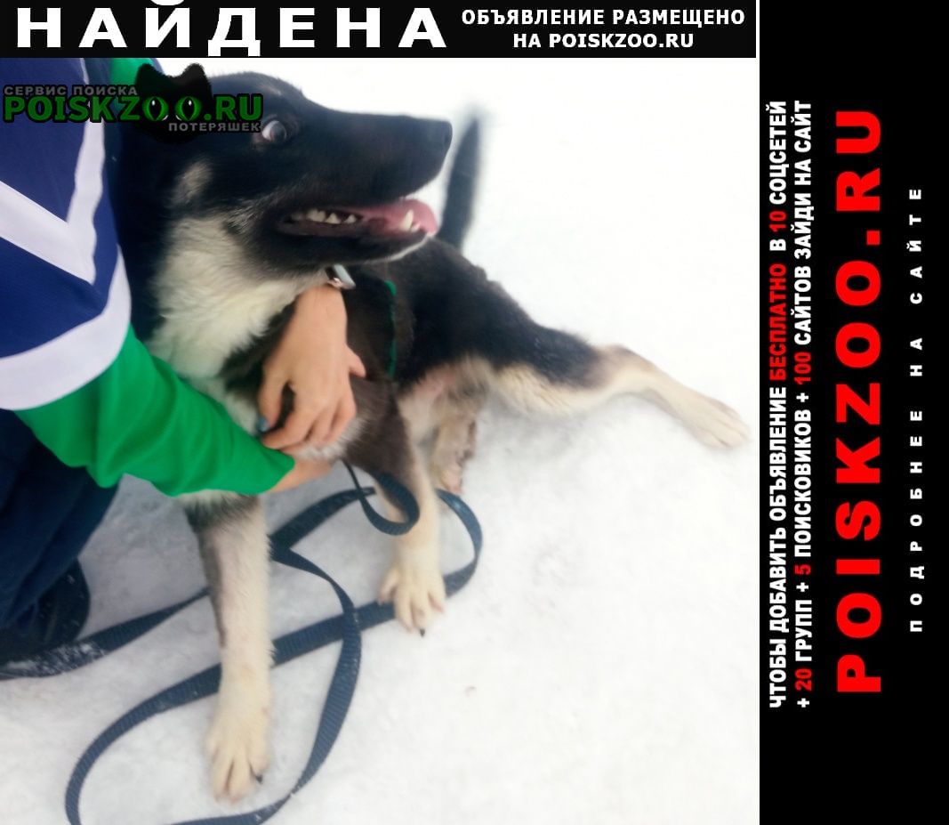 Найдена собака кобель Ярославль