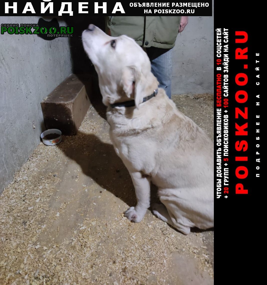 Найдена собака кобель лабрадор светлого окраса Севастополь