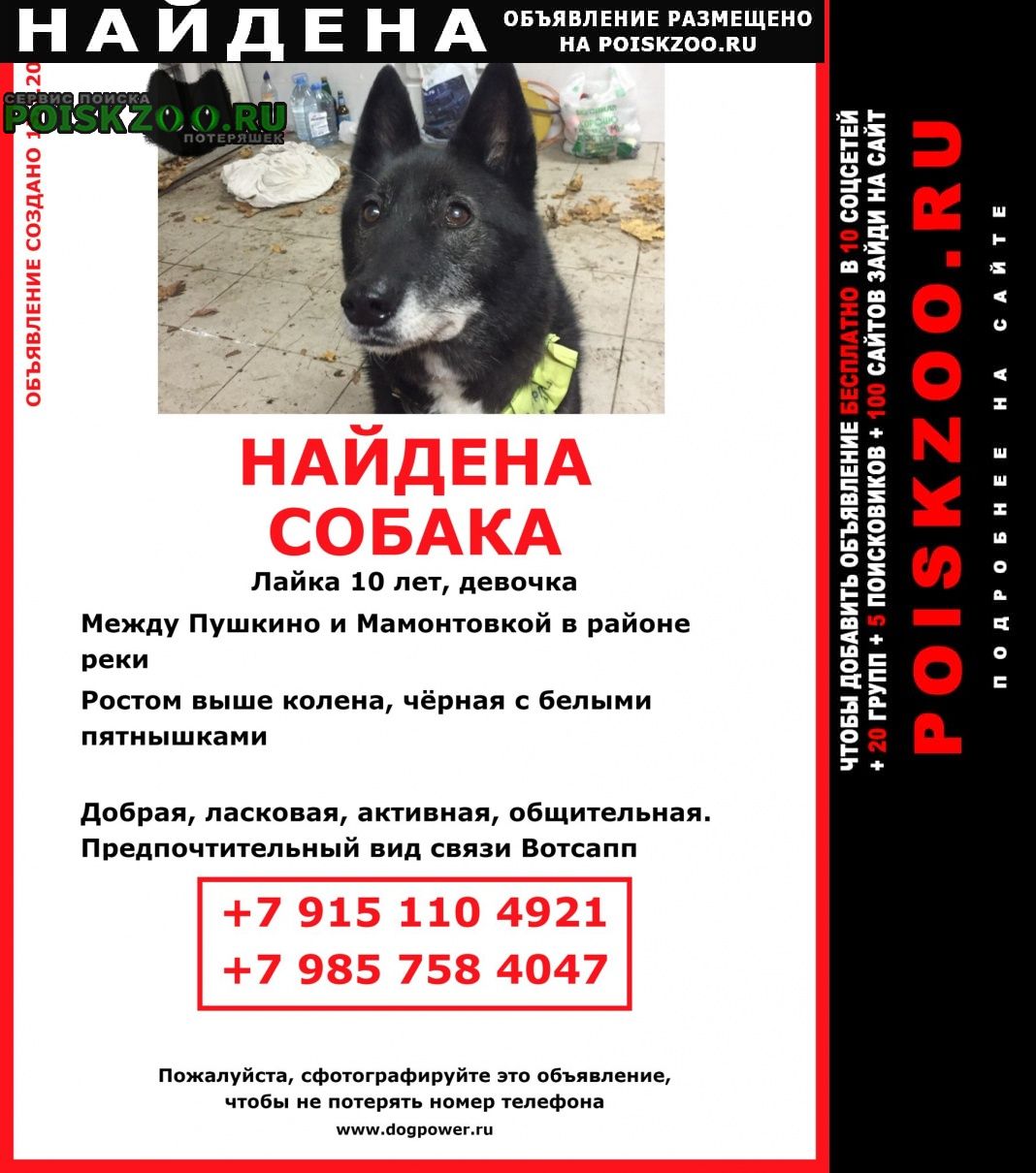 Найдена собака Пушкино