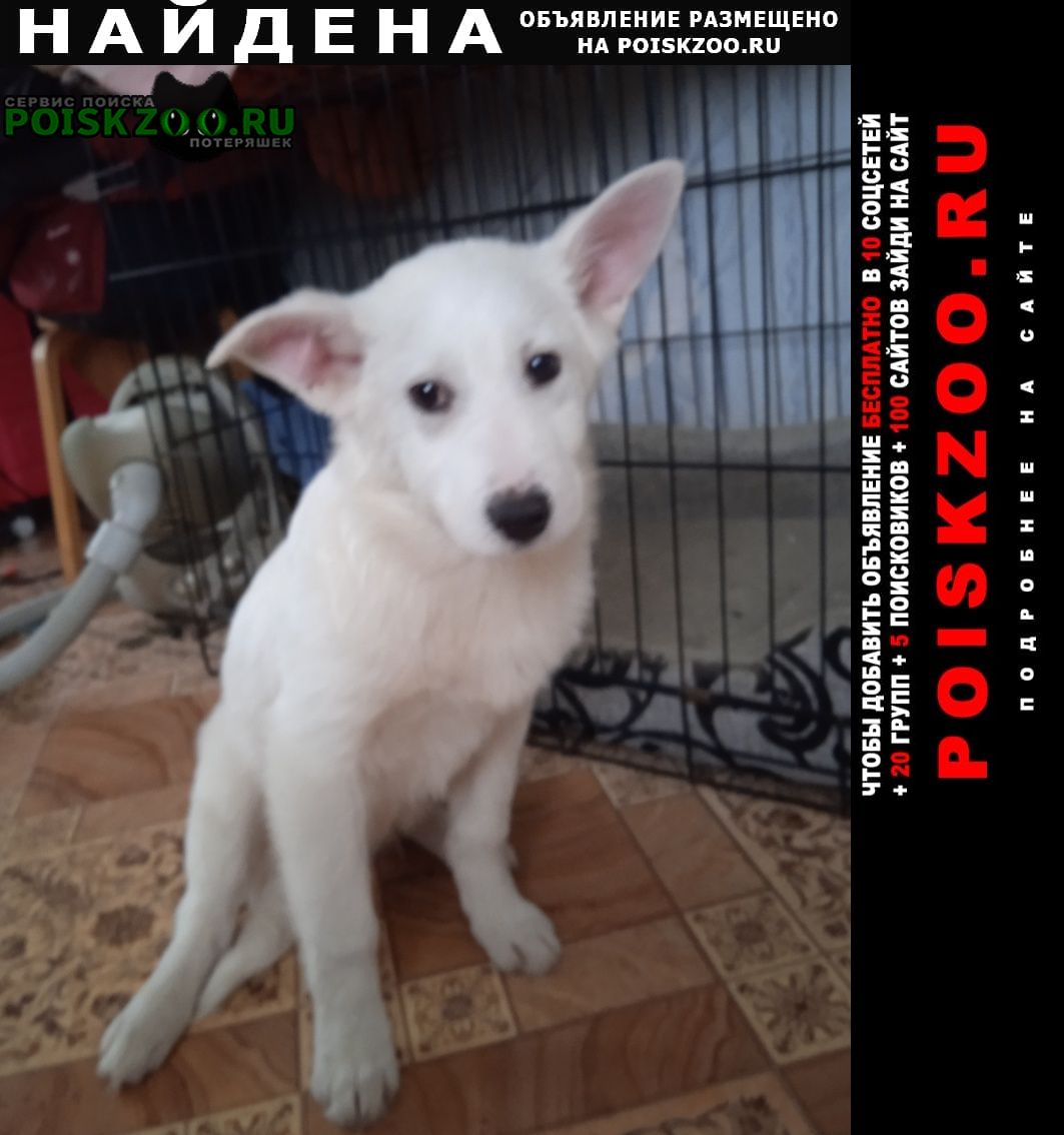 Найдена собака маленький щенок 4-5 месяцев Нижний Новгород