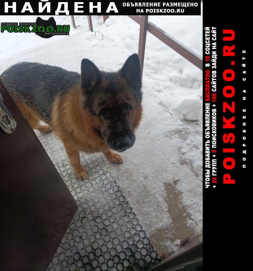 Найдена собака кобель Санкт-Петербург