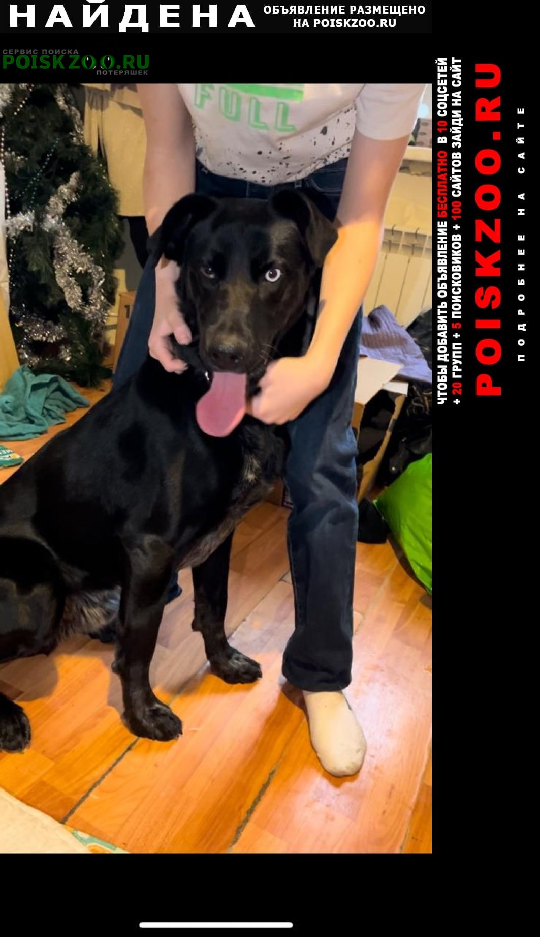 Найдена собака кобель черный кобель с разными глазами Москва